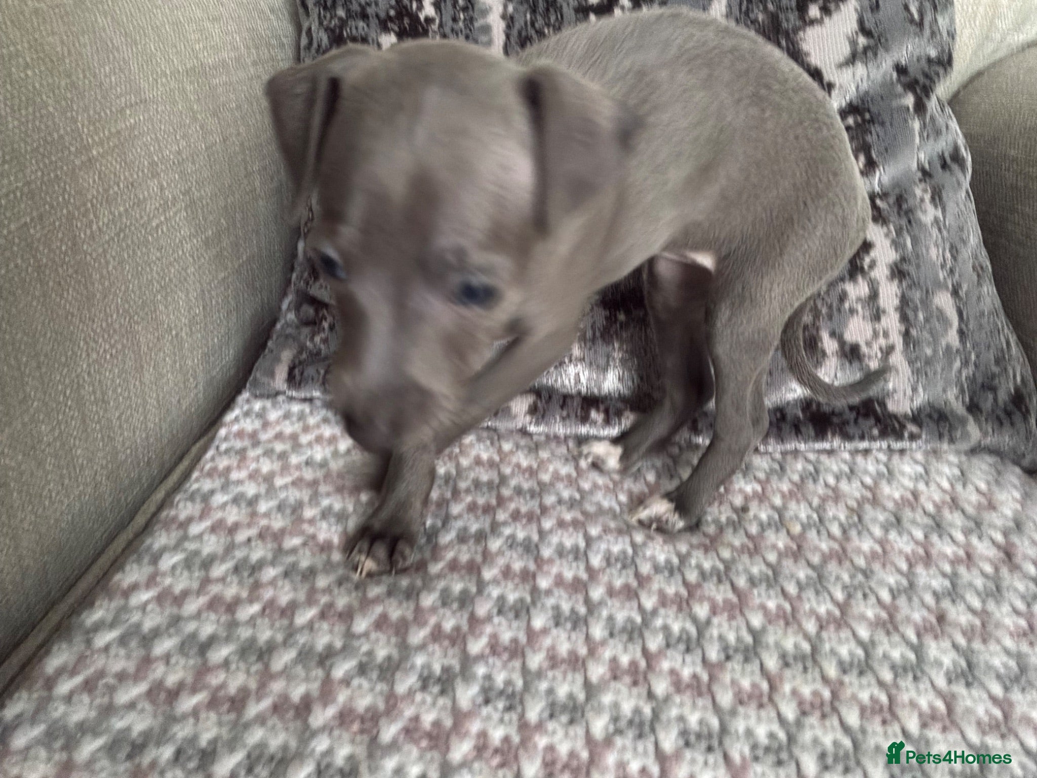 Italian Greyhound dogs Beautiful Italian greyhounds - Advert 2