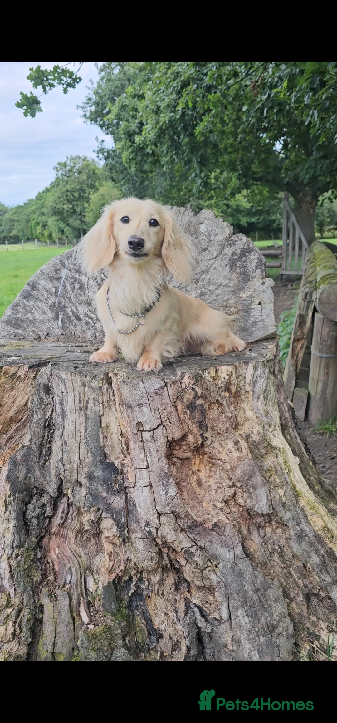 Miniature Dachshund dogs for stud: Cream Long-haired miniature Dachshund kc reg in Blackburn - Advert 23