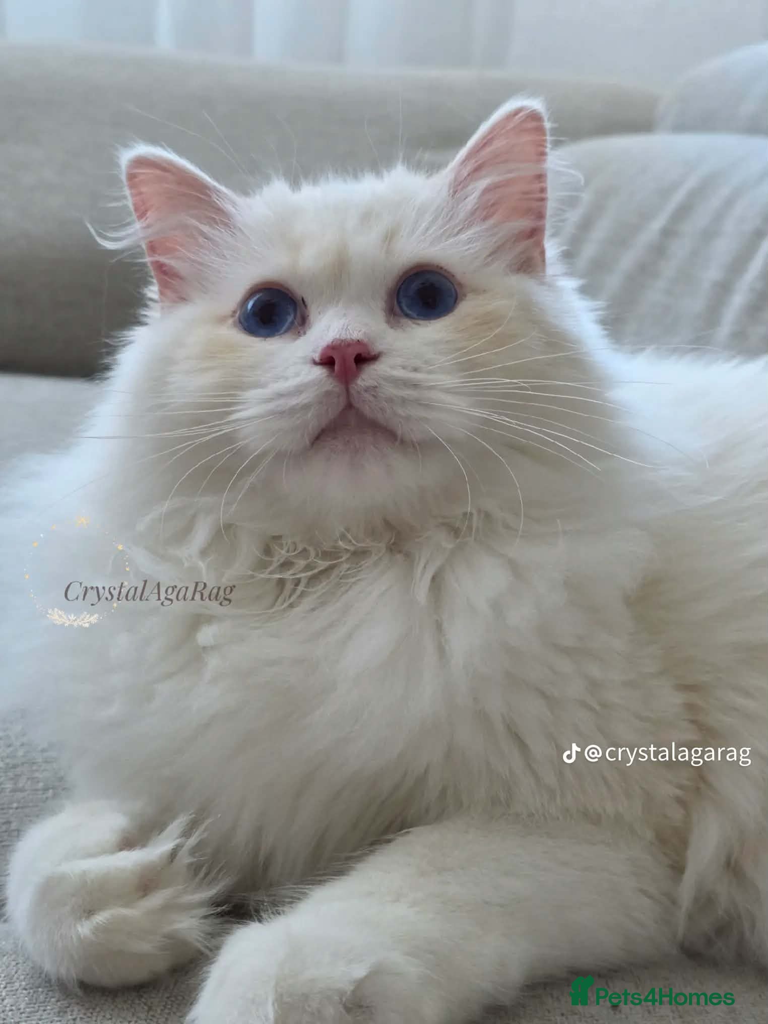 Ragdoll cats Outstanding TICA Registered Ragdoll Stud Male - Advert 2