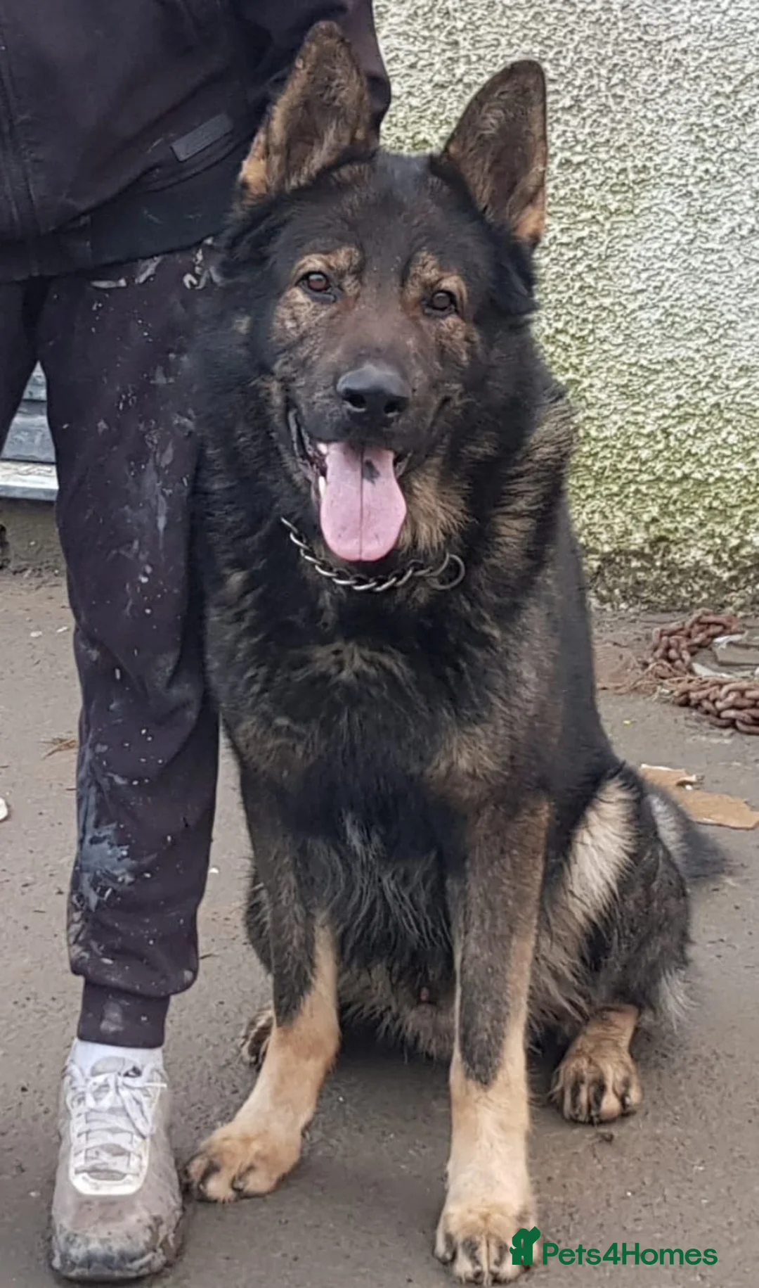 Belgian Shepherd Dog dogs for sale: Belgian malinois cross Czech Shepherd  - Advert 33