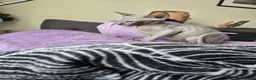 Sphynx cats for sale: Canadian sphynx kittens looking for home - Advert 12