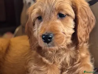 Mini Goldendoodle dogs Health-checked Happy Ladies - Advert 9