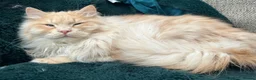 Siberian cats for sale: Siberian Adults for new Homes - Advert 5