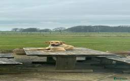Labrador Retriever dogs for sale: Two Labradors  - Image 3