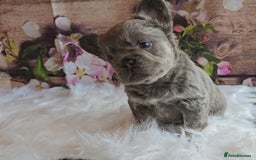 French Bulldog dogs for sale: Welcome to the Fluffy Crew 🥰 - Advert 36