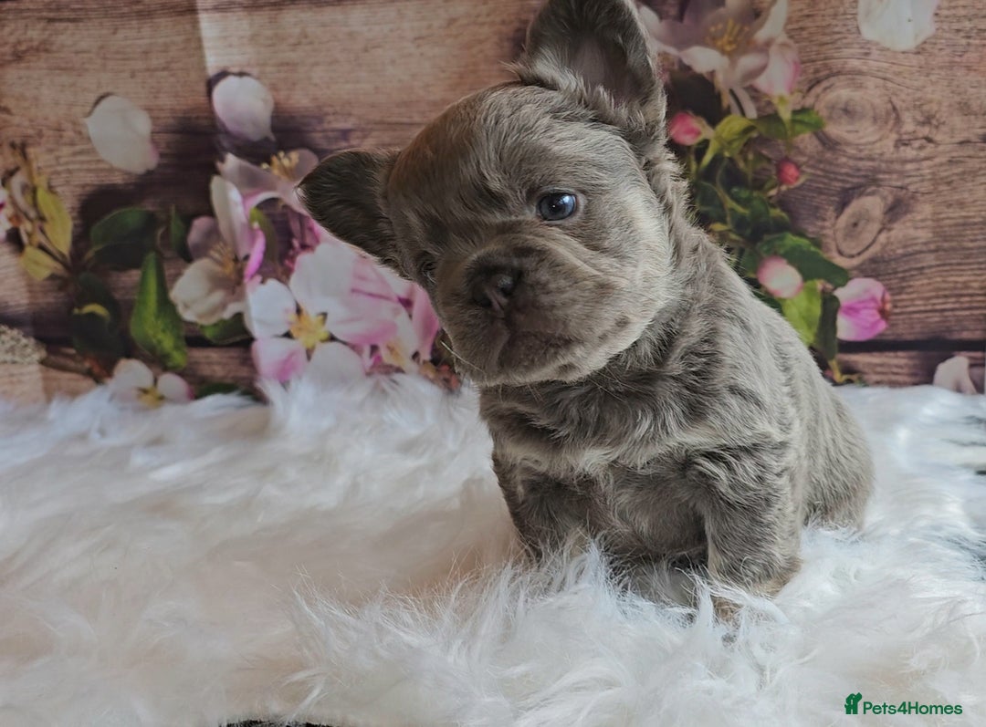 French Bulldog dogs for sale: Welcome to the Fluffy Crew 🥰 - Advert 36