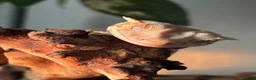 Gecko reptiles for sale: Lily white Crested gecko  - Advert 3