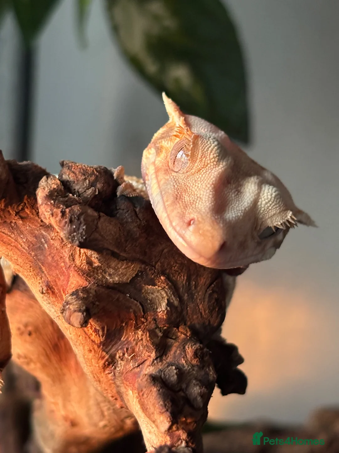 Gecko reptiles for sale: Lily white Crested gecko  - Advert 3