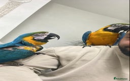 Macaws birds for sale: Male  - Image 1