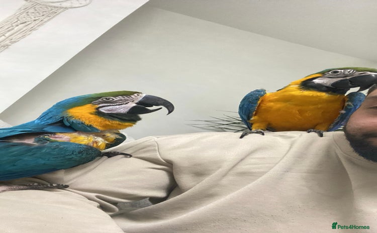 Macaws birds - Advert 13