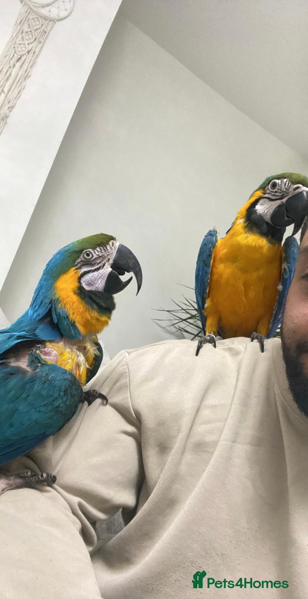 Macaws birds for sale: Male  - Image 1