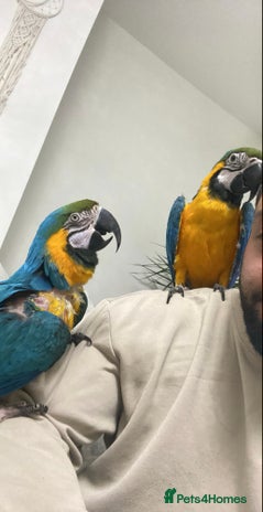 Macaws birds - Advert 13