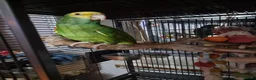 Parrots birds for sale: Double yellow headed amazon - Advert 11