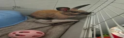 Mixed Breed rabbits for sale: 2 male rabbits 4 month old  - Advert 2