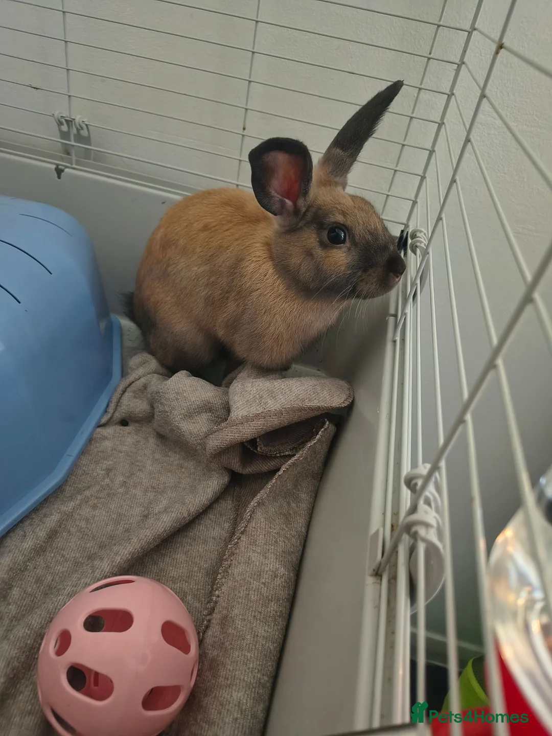 Mixed Breed rabbits for sale: 2 male rabbits 4 month old  - Advert 2