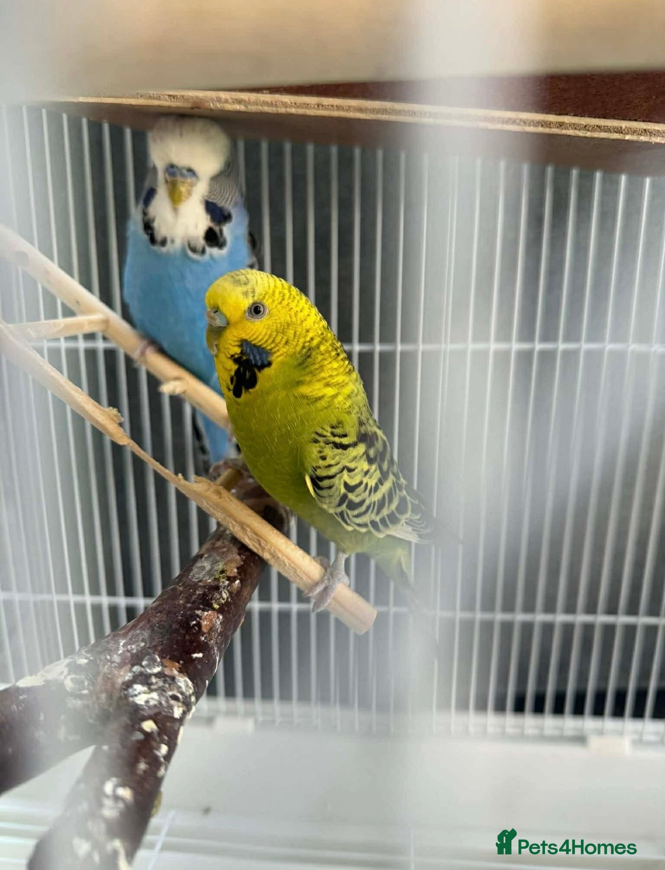 Budgerigars birds for sale: 2 Adults  - Advert 5
