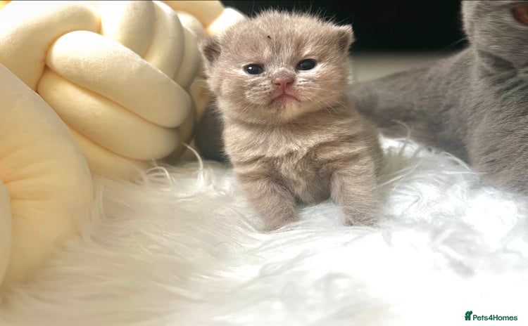 British Shorthair cats - Advert 16