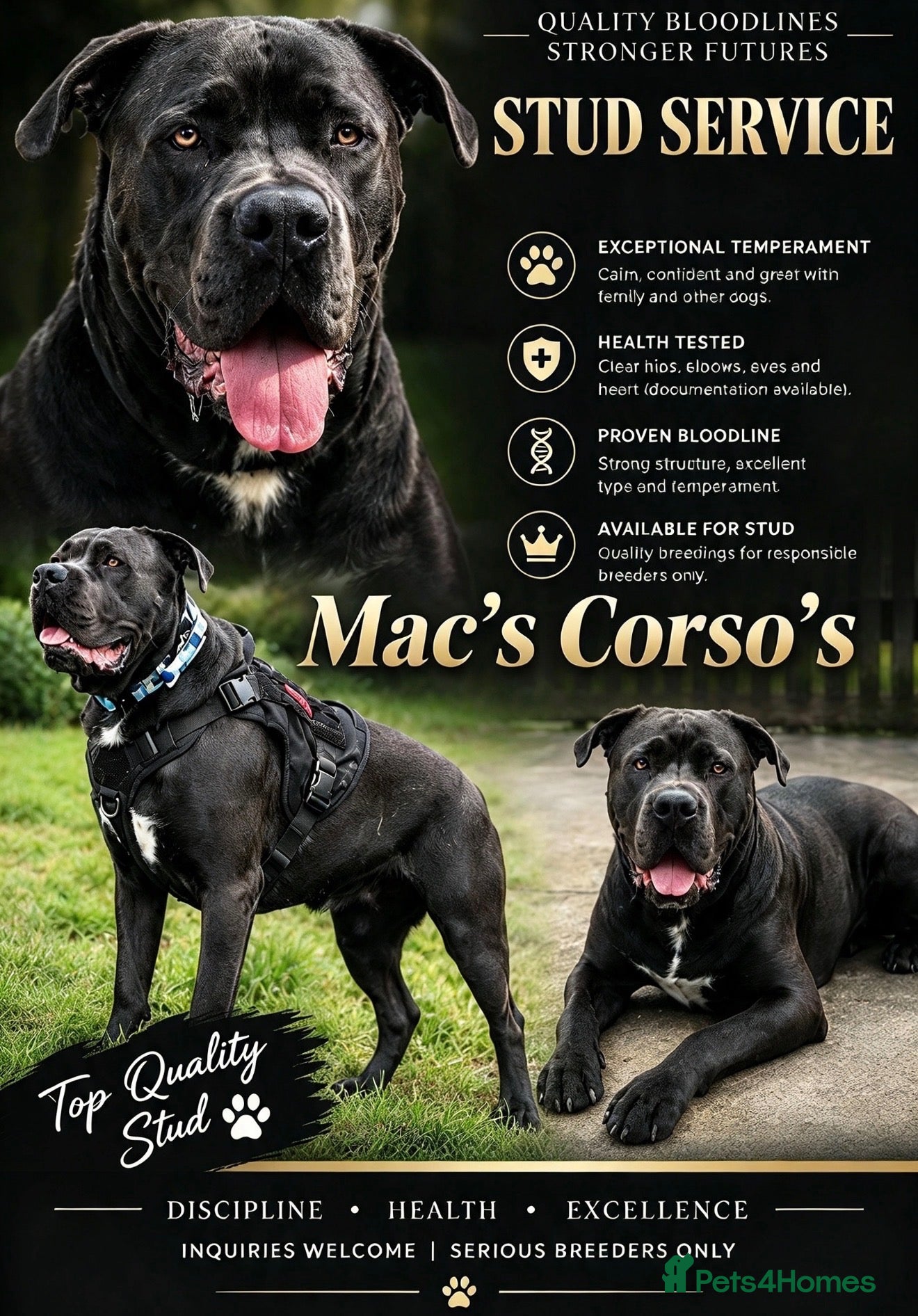 Cane Corso dogs PROVEN CANE CORSO STUD  - Advert 1