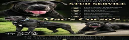 Cane Corso dogs for stud: PROVEN CANE CORSO STUD  - Advert 1