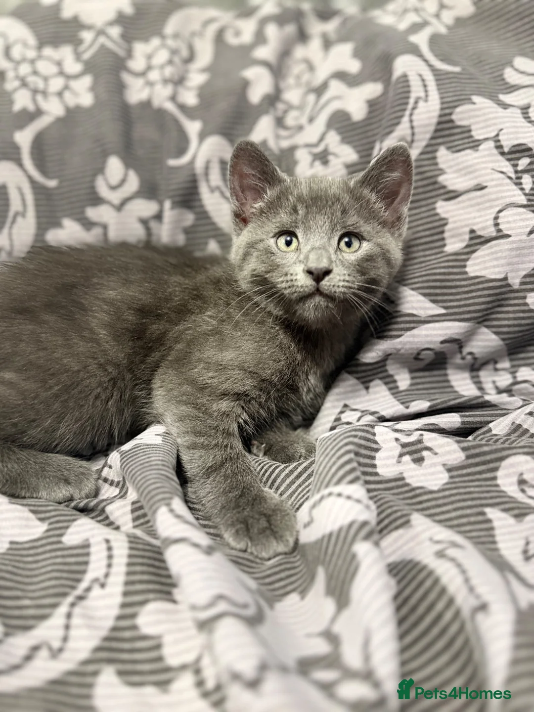 Mixed Breed cats for sale: Kittens ready  - Advert 2