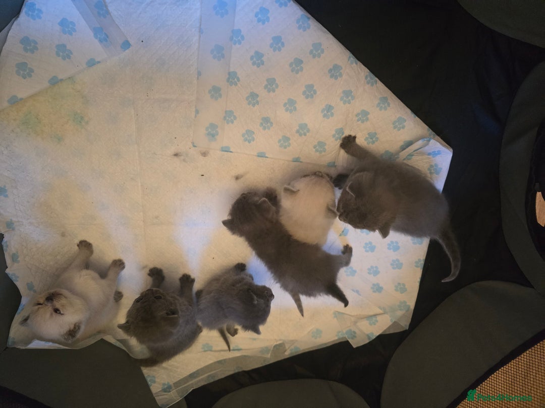 British Shorthair cats for sale: 6 x British Short-haired Blue kittens for sale - Image 29