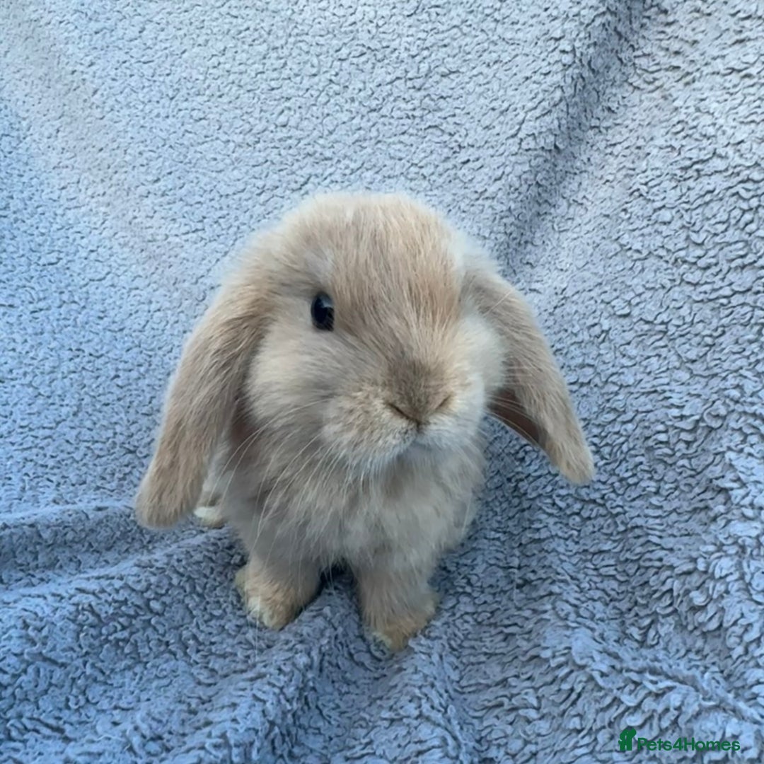 Mini Lop rabbits for sale: Purebred mini lops - Image 1