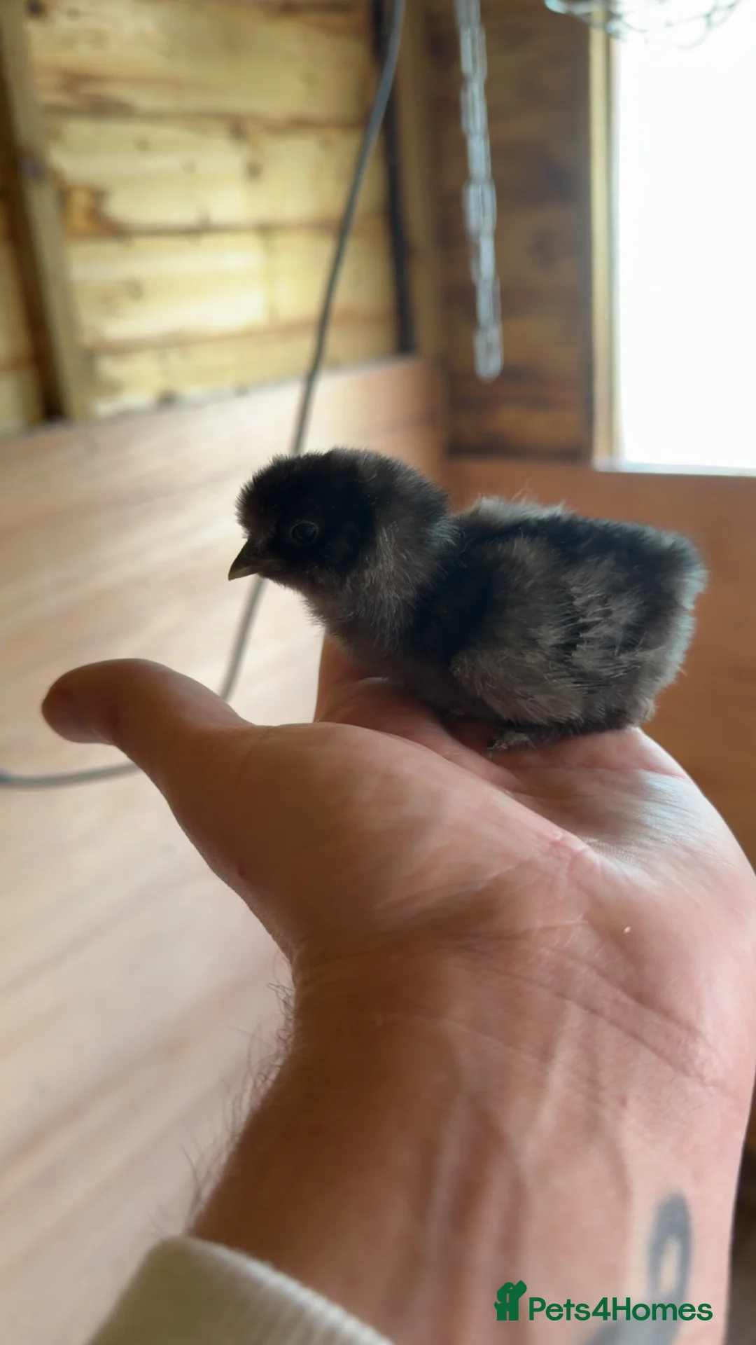 Chickens poultry for sale: Silkie Chicks For Sale - Advert 2