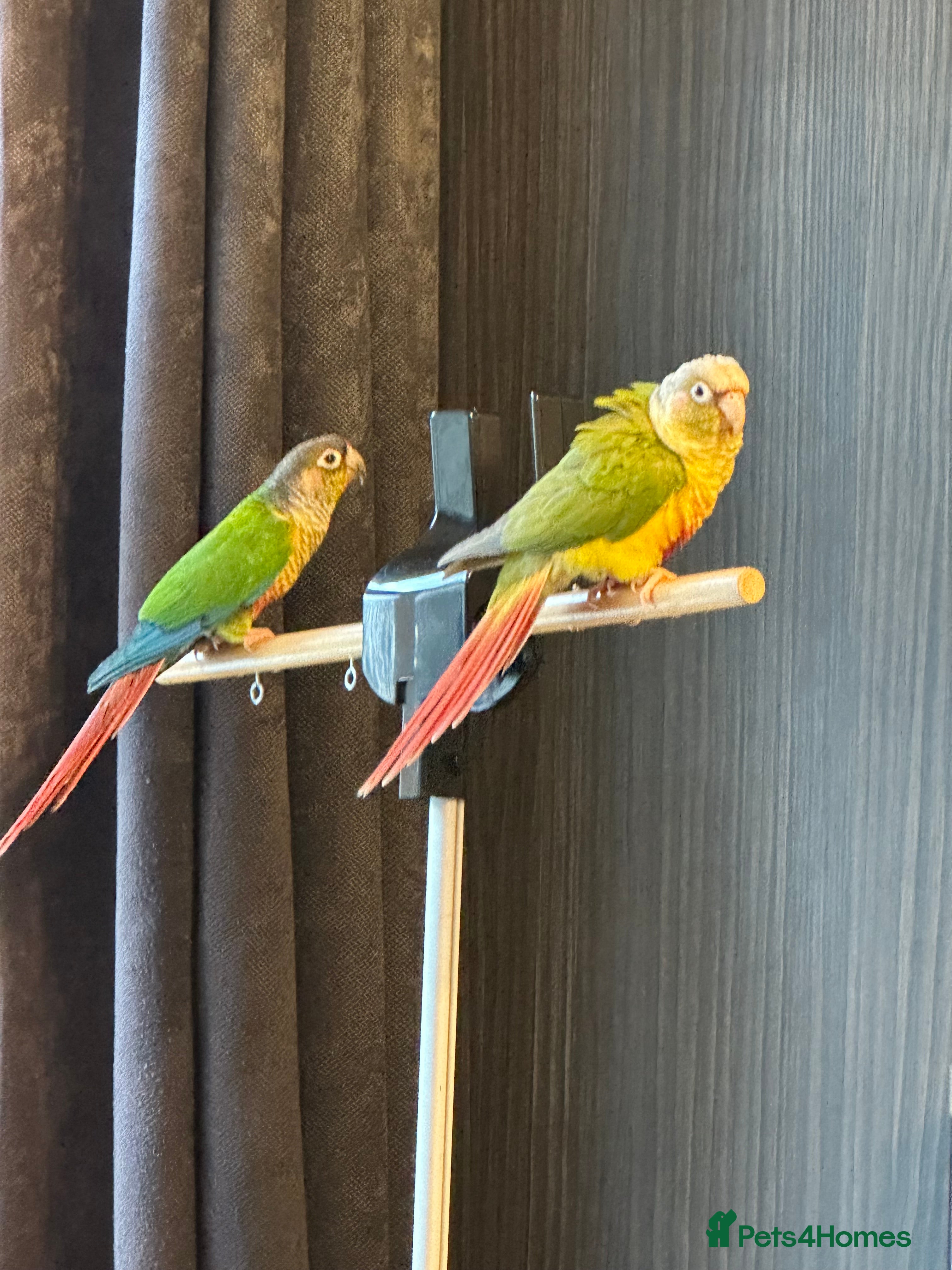 Conures birds Green Cheeked Conure  - Advert 5