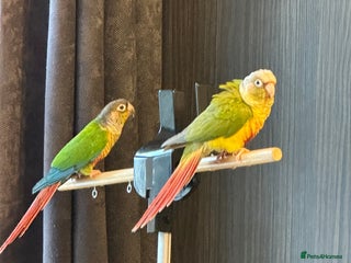 Conures birds Green Cheeked Conure - Advert 5