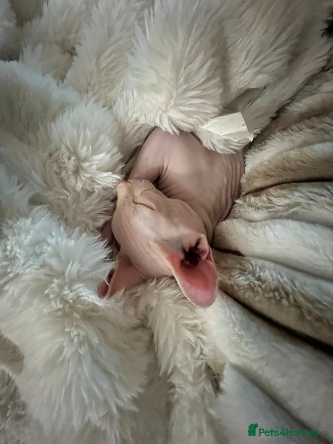 Sphynx cats for stud: Pedigree Elf Boy available for stud - Image 7