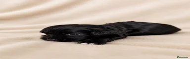 Cocker Spaniel 5
