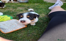 Jack Russell dogs for sale: Tricolour short legs Jack Russell  - Image 9