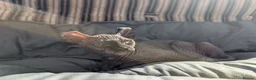 Sphynx cats for sale: Ready for reservation  - Advert 7