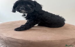 Cavapoo dogs for sale: F1 Cavapoo pups girls ready to leave now . - Image 11