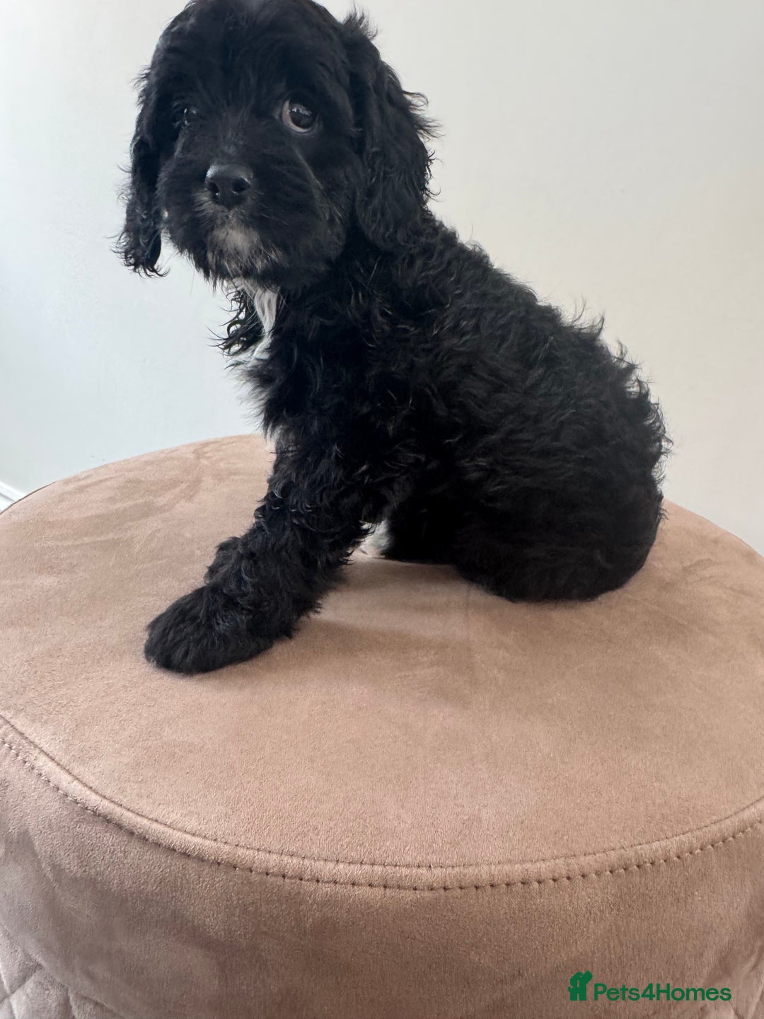 Cavapoo dogs for sale: F1 Cavapoo pups girls ready to leave now . - Image 11