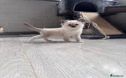 Ragdoll cats for sale: Mitted & Blue Point Kittens🦋 - Image 15