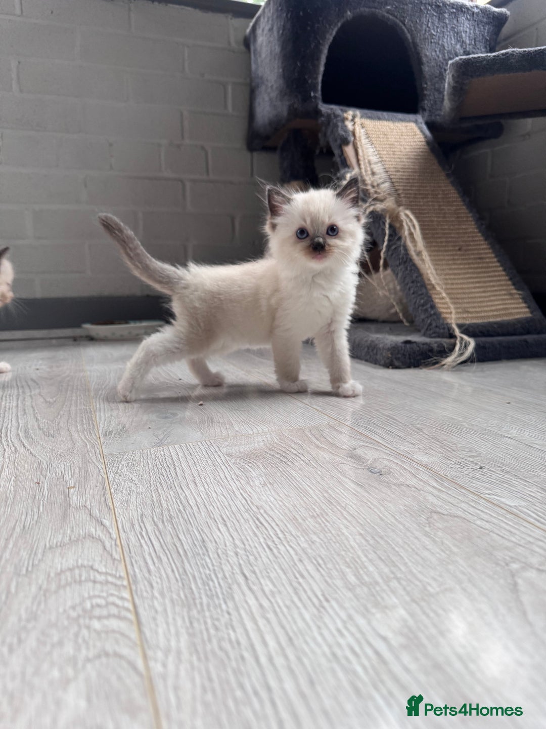 Ragdoll cats for sale: Mitted & Blue Point Kittens🦋 - Image 15