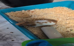 Hamster rodents for sale: Adorable hamster for sale - Image 2