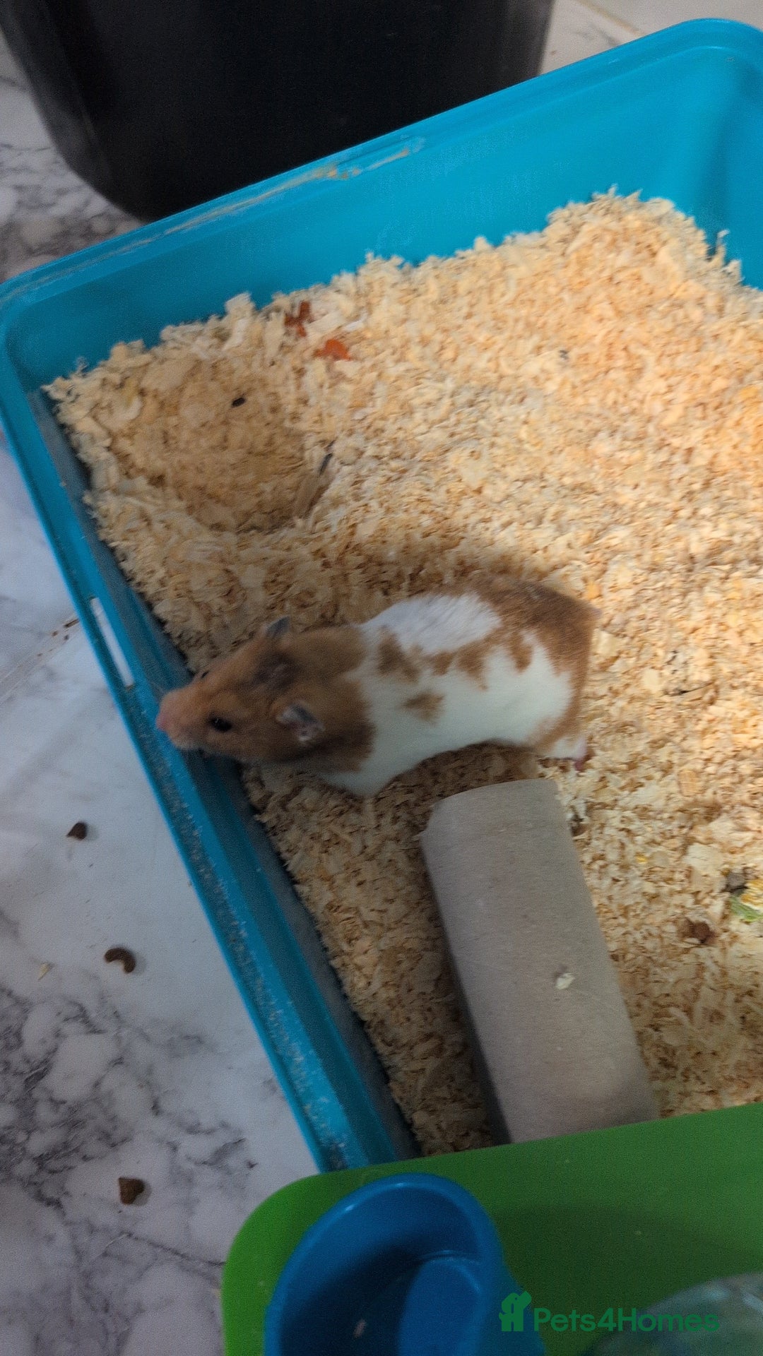 Hamster rodents for sale: Adorable hamster for sale - Image 2