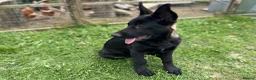 German Shepherd dogs for sale: Black Sable German Shepherd Puppy Ready Cornwall - Advert 22