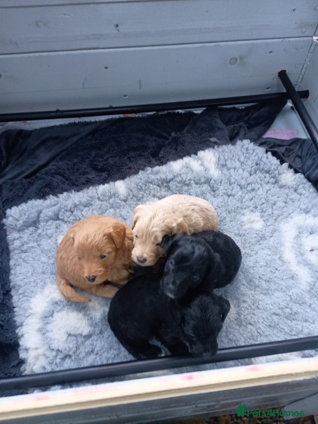 Toy Poodle dogs for sale: Toy poodle puppies  - Advert 9
