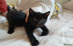 British Shorthair cats for sale: Black kittens for sale - Image 2