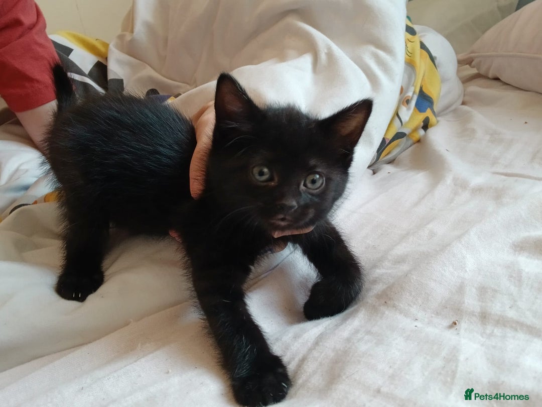 British Shorthair cats for sale: Black kittens for sale - Image 2