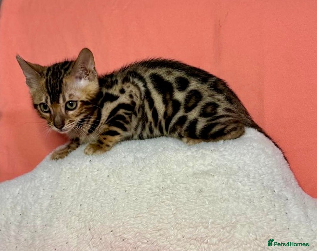 Bengal cats for sale: 🐾Purebred BENGAL Kittens🐾  - Image 20