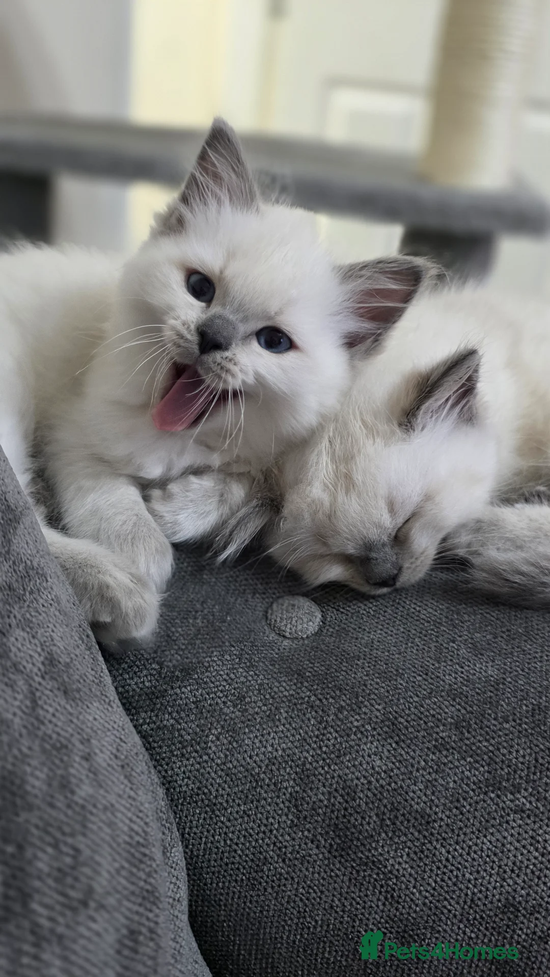 Ragdoll cats for sale: Blue point Ragdoll kittens for sale  - Advert 3