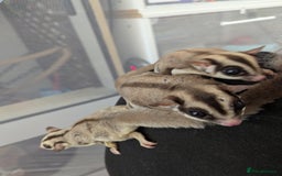 Sugar Glider rodents for sale: Trio neutered sugar gliders. Friendly little boys! - Image 4
