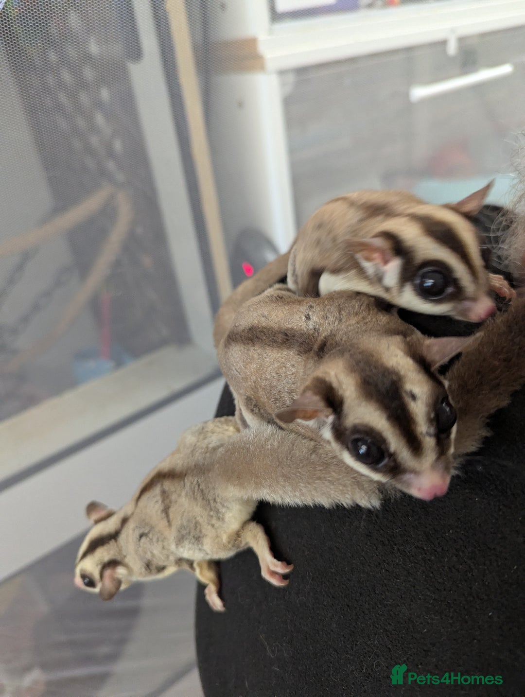 Sugar Glider rodents for sale: Trio neutered sugar gliders. Friendly little boys! - Image 4