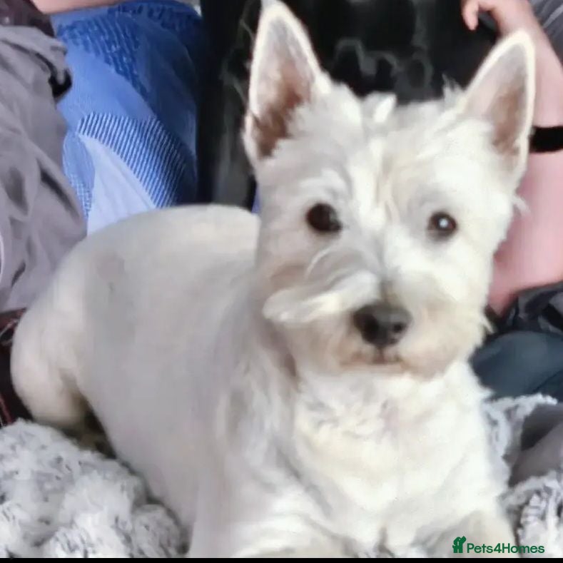 West Highland Terrier dogs Highland West terrier  - Advert 1