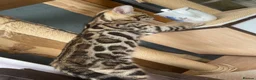 Bengal cats for sale: Bengal kitten GCCF registred  - Advert 1