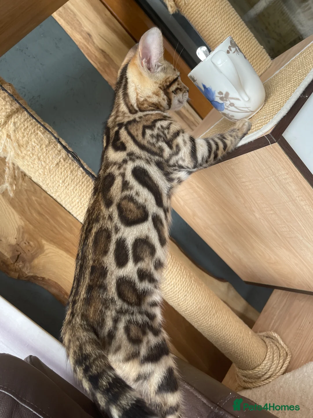 Bengal cats for sale: Bengal kitten GCCF registred  - Advert 1